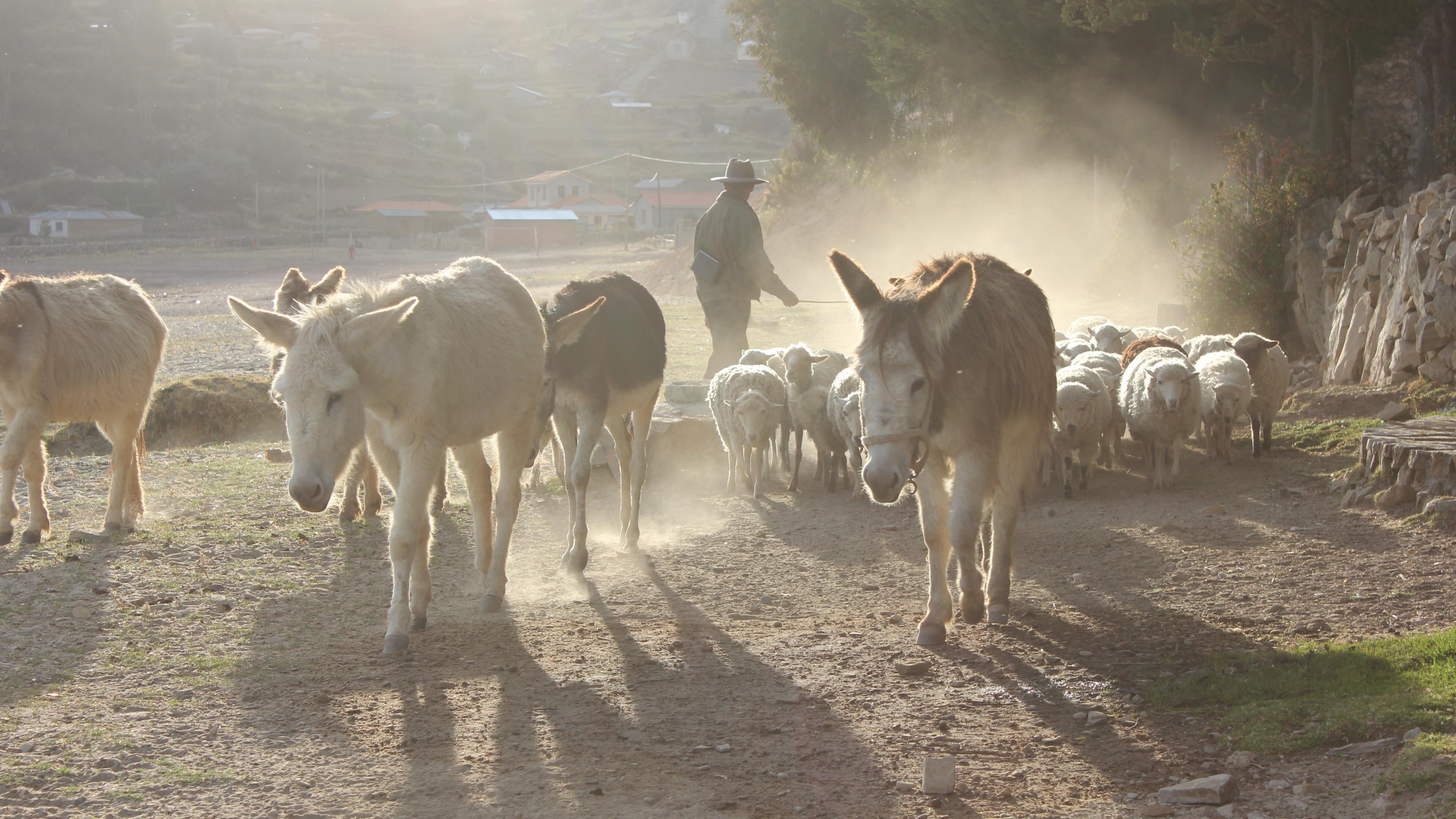 Donkeys walk on a dusty path in the morning sun