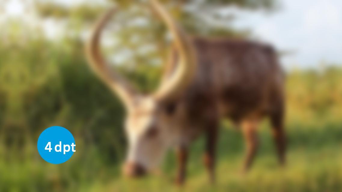 Blurred image of a cow